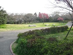 3-22-sakura1