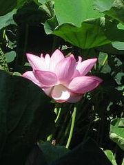 7-18-hasu8