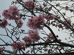 3-22-sakura8