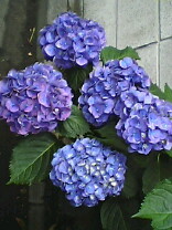 050611_1225%7E01.jpg