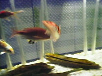 050909_1429%7E01.jpg