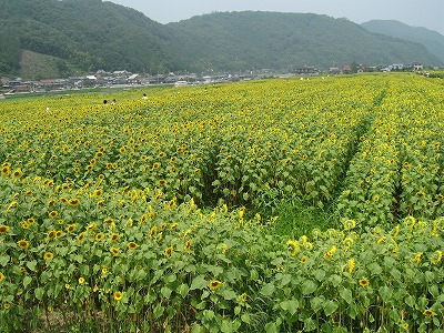 img20070729_4.jpg