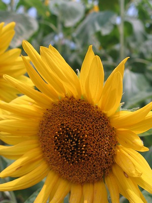 img20070729_5.jpg