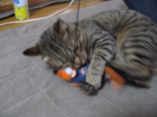 img20070131_2.jpg