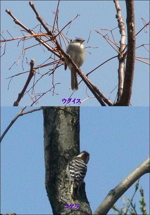 ウグイスとコゲラ