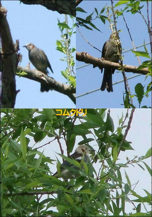 コムクドリ