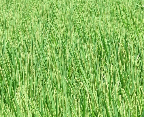 DSCF4766