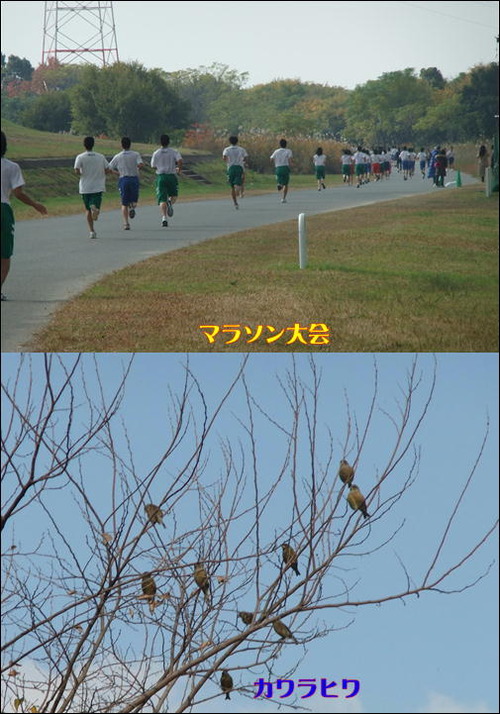 マラソン大会