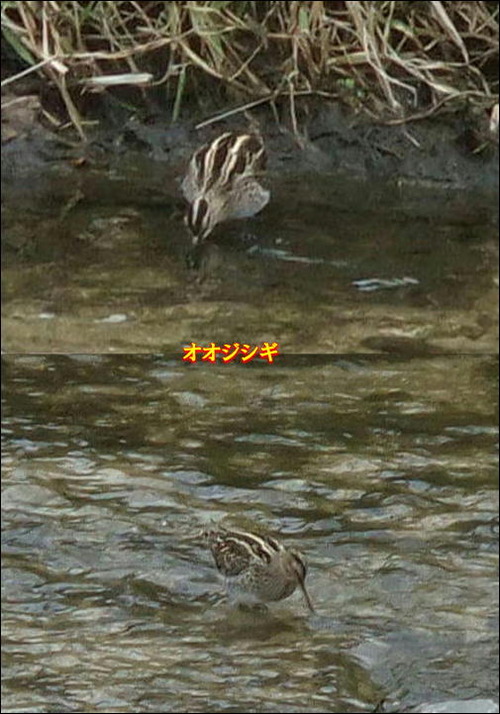 オオジシギ