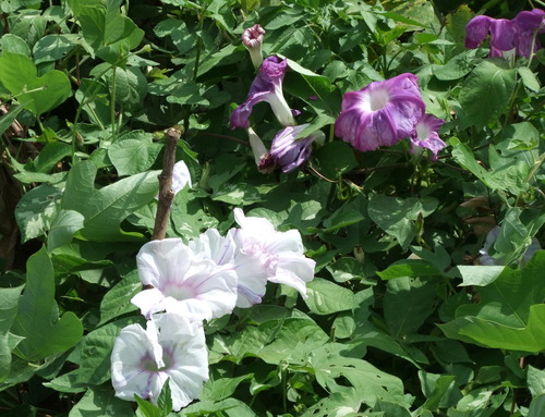 DSCF4776
