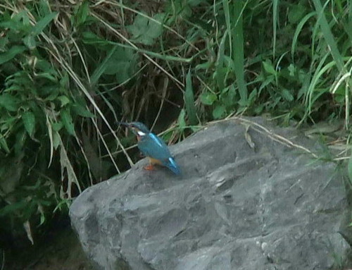 DSCF4774