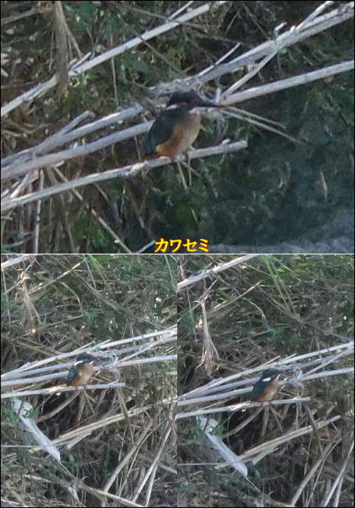 カワセミ