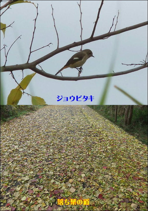 ジョウビタキ