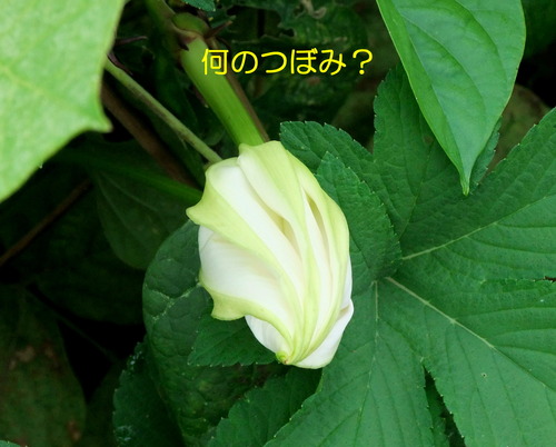 DSCF5033