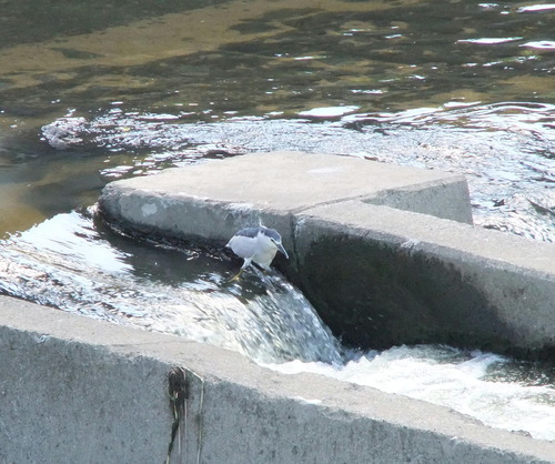 DSCF4762-1