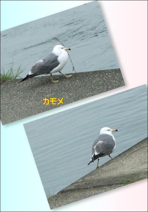 カモメ