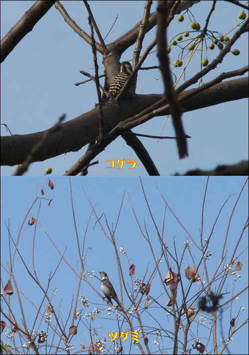 コゲラ