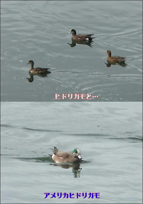 アメリカヒドリガモ