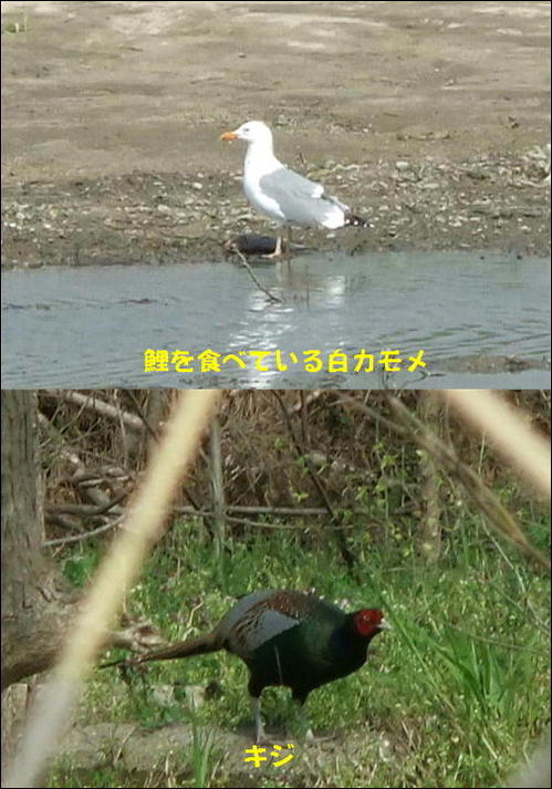 シロカモメとキジ