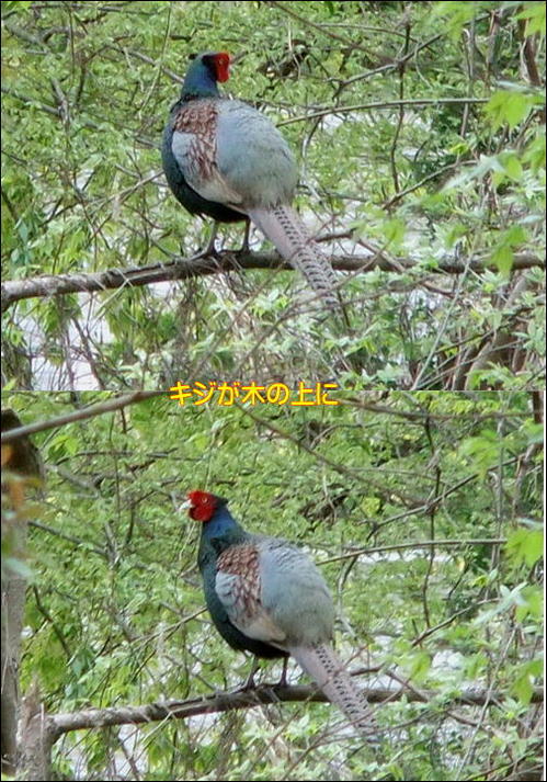 キジ