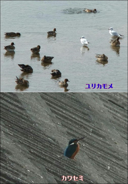 ユリカモメ