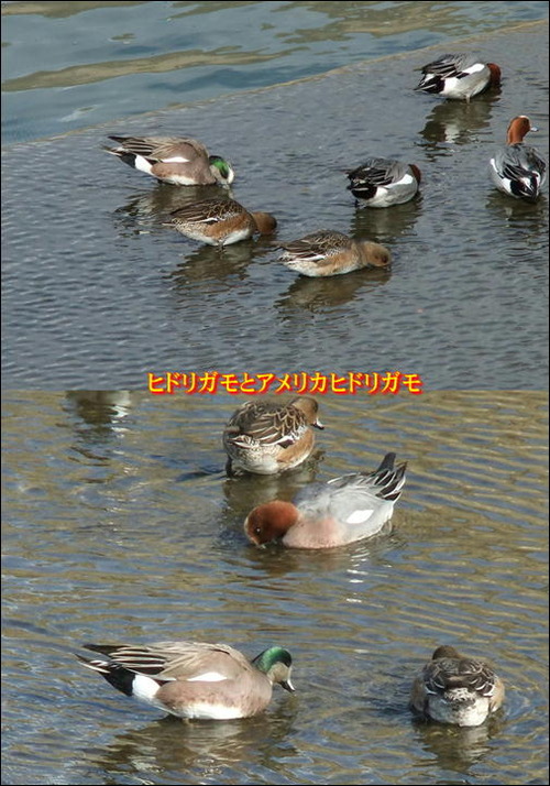 アメリカヒドリ