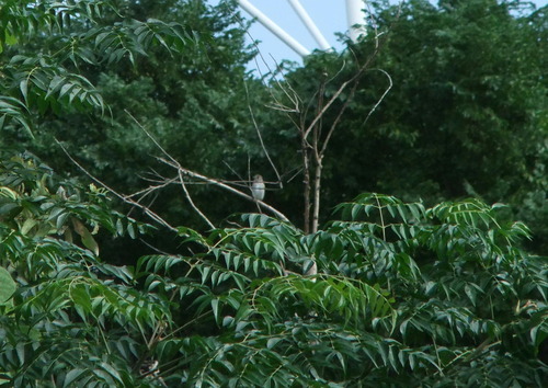 DSCF5044