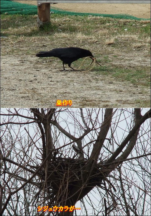 カラスの巣