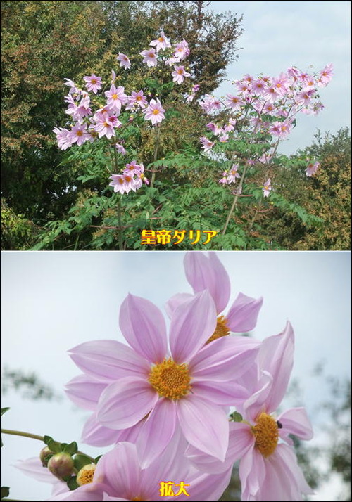 皇帝ダリア