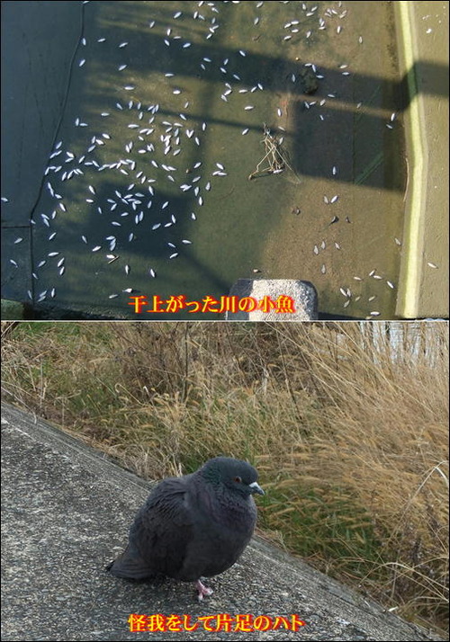 可哀そう2