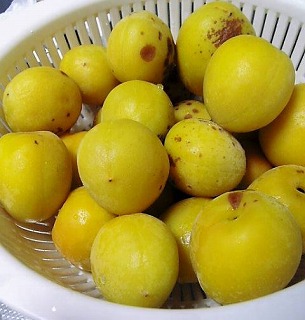 img20060701.jpg