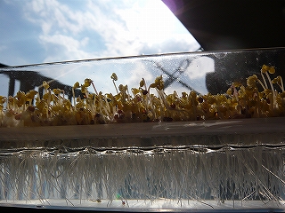 p1000273.jpg