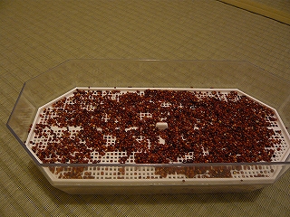 p1000258.jpg