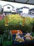 img20080417_1.jpg