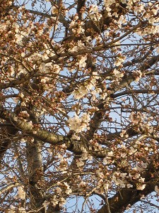 img_01250003.jpg