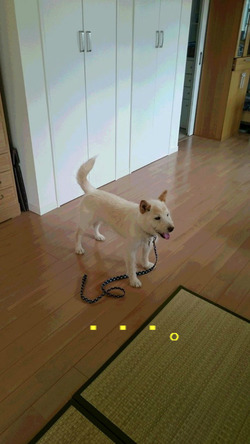 BlogPaint