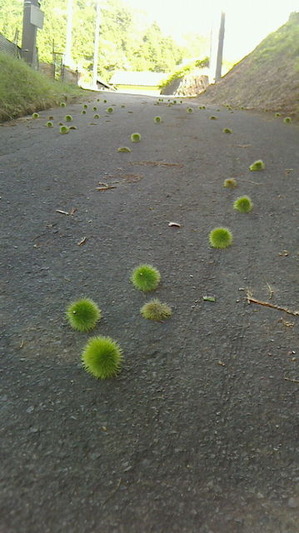 栗