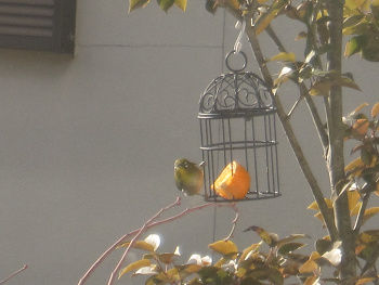 resize3540