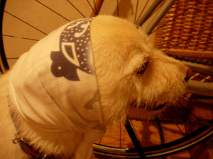 dscn71190001.jpg