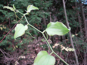 dscn63650002.jpg