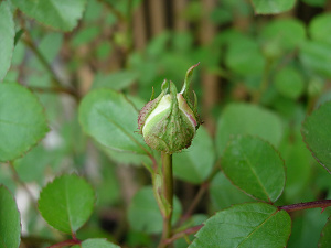 dscn75900001.jpg