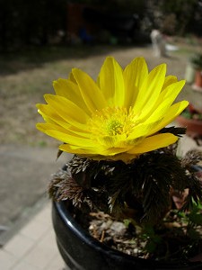 dscn84710003.jpg