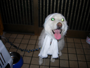 dscn71170002.jpg