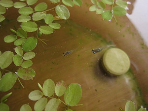img_10780001.jpg