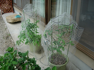 DSCN49920001.jpg