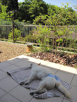 resize3389
