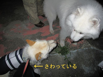 BlogPaint