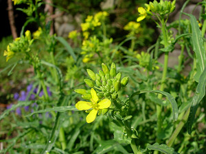 dscn73490003.jpg