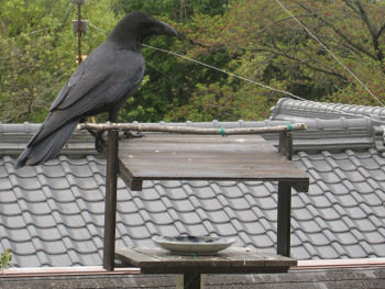 resize3374