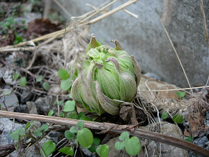 dscn95320001.jpg